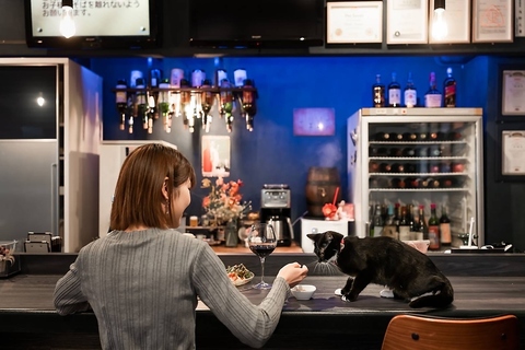 猫がいる空間でお酒や本格派のお食事が楽しめるダイニングカフェ&バーです！