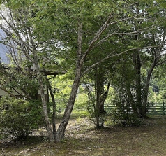 saritikari cafeの外観2