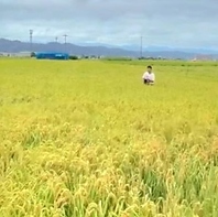 当店のお米は安心安全な無農薬米です。