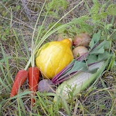 こだわりの食材♪海鮮だけでなく野菜など全ての食材を吟味して仕入れています♪