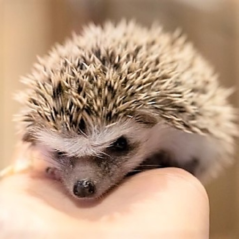 ӂꂠJtF MOFiiNA tB[i 