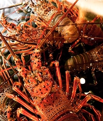 直仕入！直送伊勢海老