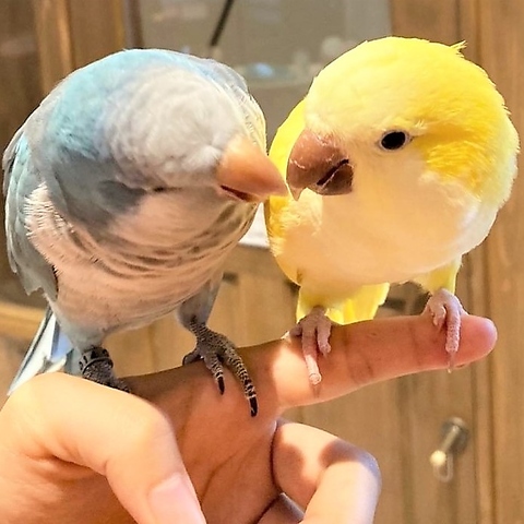 ӂꂠJtF MOFiiNA tB[i 