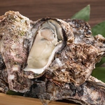 宮崎県産＜天然岩牡蠣＞　肉厚でクリーミー！今が旬の大ぶり岩牡蠣を限定価格にて提供！
