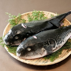 天然とらふぐと旬素材の饗宴の写真
