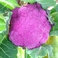 【季節のオーガニック野菜】紫カリフラワー他にもクローバーファームで採れたお野菜を販売しております♪ドライブついでに、覗いてみるのもオススメ！早い者勝ちです。