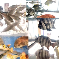 好立地！博多駅直結【鮮度抜群！活魚料理】