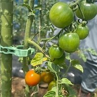 自然が育てた無農薬野と有機野菜を使用。