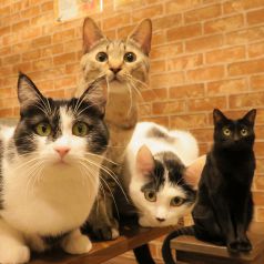 ねこ空間 チャモラ CYAMOLA(武庫之荘/カフェ・スイーツ)＜ネット予約可