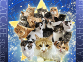 保護猫カフェstellataの詳細