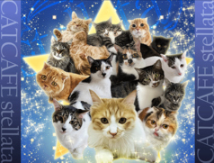 保護猫カフェstellataの写真