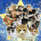 保護猫カフェstellata