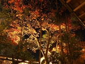 【秋】紅葉のライトアップ　※時期は、お店までお問い合わせ下さい。