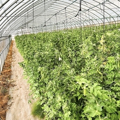お野菜の仕入れは当麻産、東川町産厳選してます！