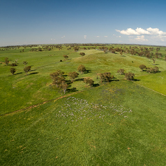自然派ワイン（ナチュラルワイン）