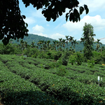台湾の茶畑農家と直接取引もしており、茶葉の品質にはこだわってます◎