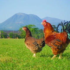 【特定JAS承認】鳥丸が自信を持ってオススメできる地鶏!