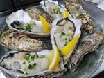 全国から鮮度のいい魚を直送♪お刺身は日替わりでご用意★写真は赤崎産生カキ
