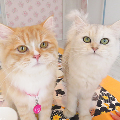 横浜 元町 中華街 猫カフェ 猫ちゃんといっしょの特集写真