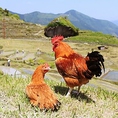 広大な運動場を有する農園でのびのびと育った丹波地鶏