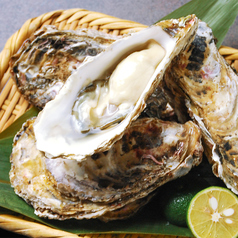 宮城三陸産　牡蠣の掴み取り