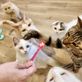 CAT CAFE 美観neko ビカンネコのおすすめ料理3