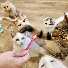 CAT CAFE 美観neko ビカンネコのおすすめ料理3