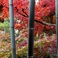 【秋】遊歩道　竹林の紅葉　竹の青と紅葉の色との対比が美しい