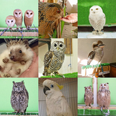 フクロウカフェ SAKURAの詳細
