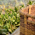 長岡産の野菜を中心に、新潟県産の食材を使用しています。