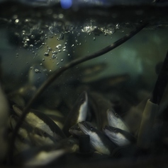 うなぎ処 暁のおすすめポイント1