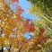 【秋】遊歩道　竹林の紅葉　竹の青との対比が紅葉の色を一層惹きたてます