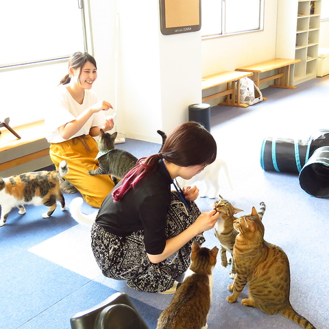 約20匹の猫スタッフが皆様をお出迎えいたします♪癒しの時間をお過ごしください！