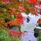 【秋】日本庭園　川と紅葉