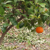 敷地内の自社農園で育った旬の採れたて野菜を使用◎