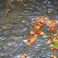 【秋】日本庭園　川に流れる紅葉の葉