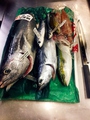 料理メニュー写真 真和漁業さんの直送鮮魚！
