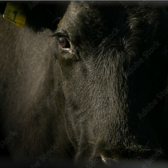 カウンター席では、A5和牛を捌く店主の技を間近で感じながらお楽しみいただけます!!