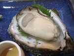 季節限定の岩牡蠣、出会ったらチャンスです！