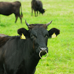 炭火珍焼肉beefy ビーフィの特集写真