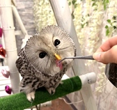 あうるぱーく フクロウカフェ 池袋西口のおすすめ料理3