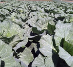 居酒屋 みつぶ 松本駅前店の写真ギャラリー