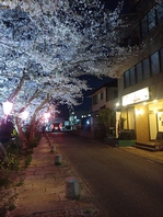 季節限定！夜桜！