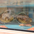 当店は水槽があり、お魚が泳いでいる様子をご覧いただけます。ぜひご鑑賞ください。