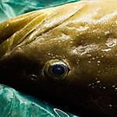 恵比寿 のらのおすすめ料理3