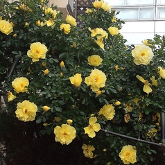 窓の外には様々な種類のお花をご覧頂けます♪毎年、春になりますと デッキでは 黄色いサンシュウを始まりとして  ハナカイドウ  ピンクの つつじ ブルーベリーの花 ブラックベリーの花 が咲きます。