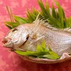 祝鯛塩焼（別注）