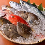 相模湾で朝獲れた地の魚をメインに 「新鮮さ」と「旬」 をお客様に提供する「居酒屋 かもん」