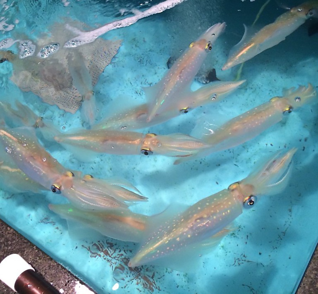 イカ専用の大型２トン水槽完備。水がきれいだからイカが旨い。イカは呼子より、直送で毎日届きます。