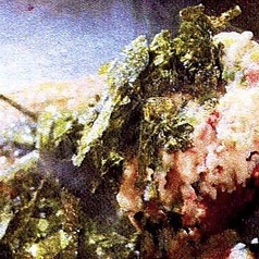 ≪最高のコンビネーション！≫とろろ焼きげそ715円（税込）の写真